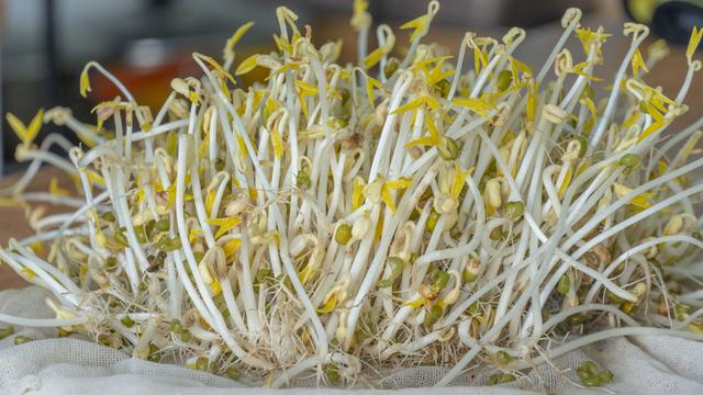 豆芽炒多久能熟，炒豆芽做法（在家发豆芽原来这么简单）