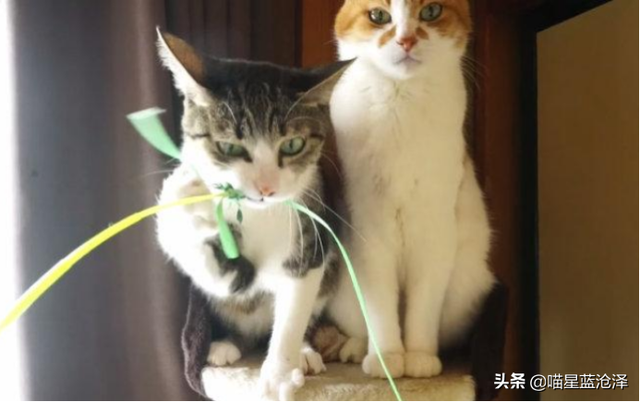 第一次养猫要注意什么，第一次养猫需要注意什么（做到