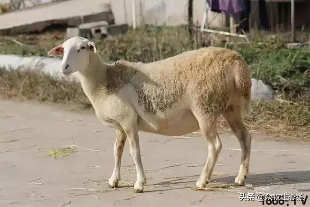 大同特产，世界上最好的羊，看看都在哪（大同特产有什么可以送礼的）