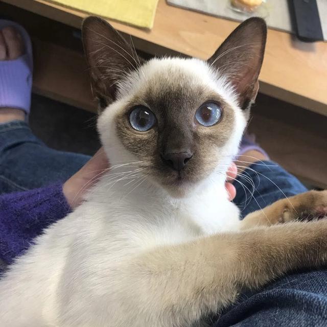母猫会发腮吗，公猫会发腮吗（想养大圆脸猫咪的铲屎官）