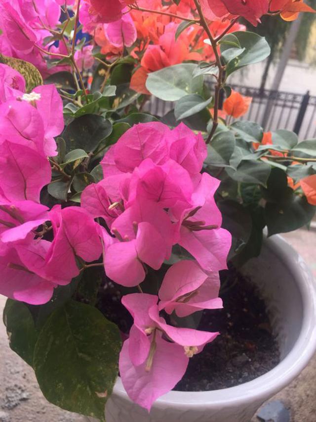 三角梅哪个品种最漂亮好看，三角梅哪个品种最勤开花？花开最美艳