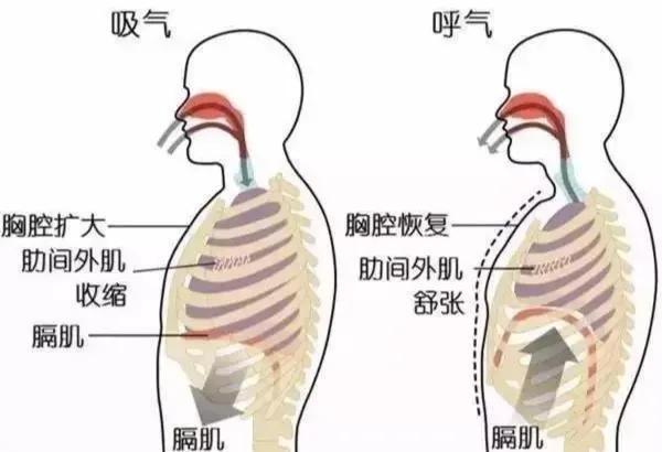 女生斜方肌怎么消除教你3个方法，让你拥有天鹅颈 直角肩