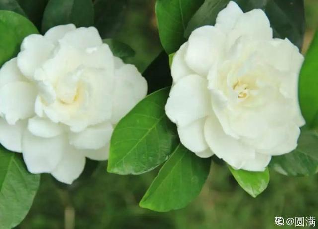 如何自制氮肥，自制氮肥怎么做（氮磷钾肥别买了）