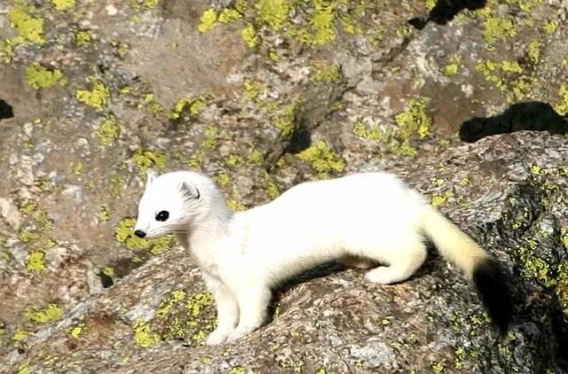 貂和黄鼠狼的区别，雪貂和黄鼠狼的区别（生物相册：黄鼠狼）