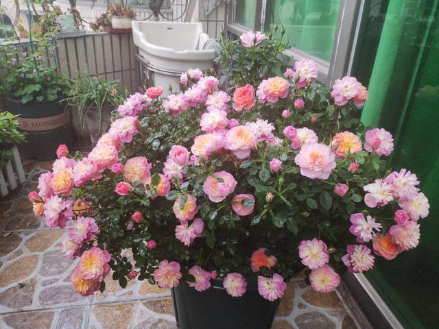 颜值高花期长的月季，七种优秀盆栽月季