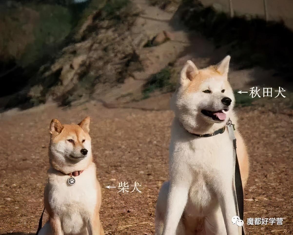 上海市实验学校（2021升学季取经）