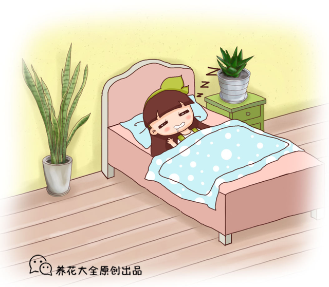 凤尾竹和散尾葵哪个好，凤尾竹和散尾葵的区别（带你安心入眠没烦恼）
