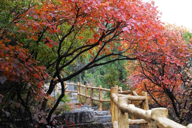 满山红叶似彩霞，阿宝歌曲大全（山东最全赏红叶地图来了）