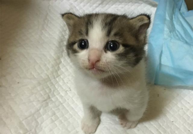 刚出生的小猫怎么养，刚出生的小猫怎么喂养（需从奶猫的日常需求出发）