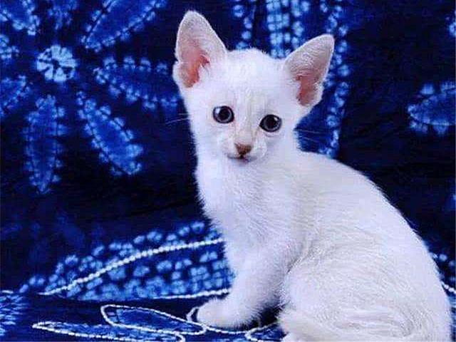 猫咪毛发颜色变黄是什么原因，气温、营养不良等原因都会导致其毛发变色