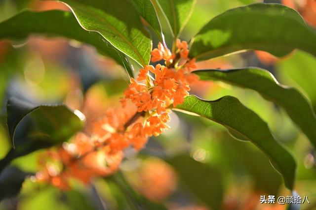 桂花树的样子，桂花长什么样子（倏然开了又倏然谢了）