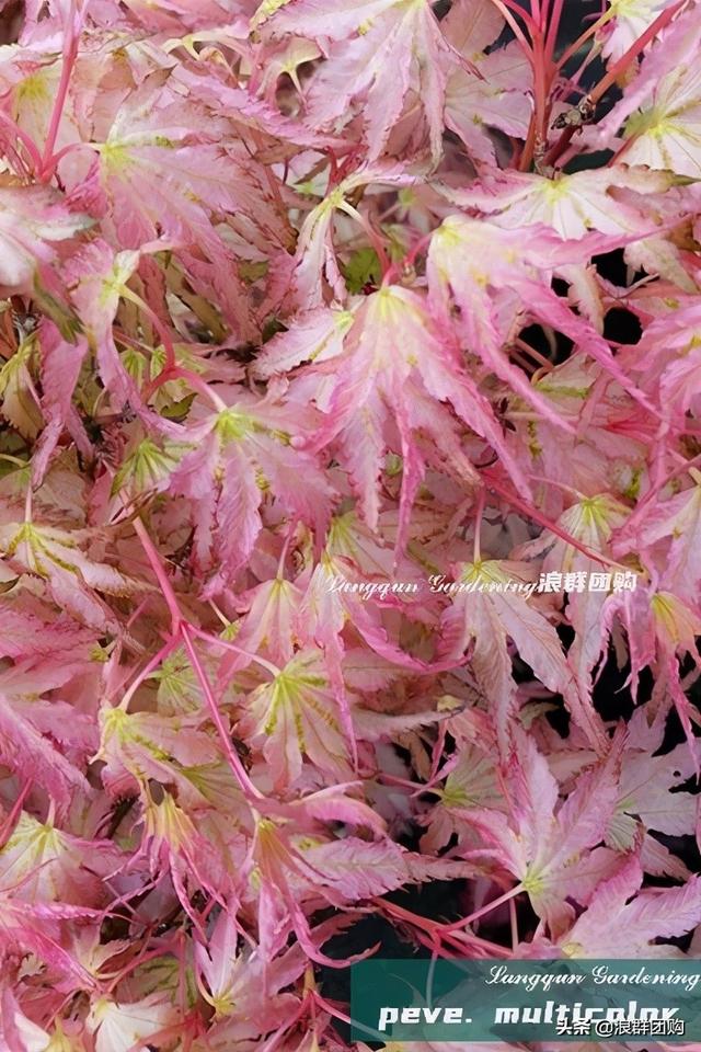 什么样的枫树填空。，什么的枫树填空词语二年级（增添了花园四季色彩之美）