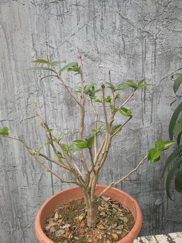 四季红山茶养殖方法，四季红山茶的养殖方法（叶油绿、开一树漂亮的花）