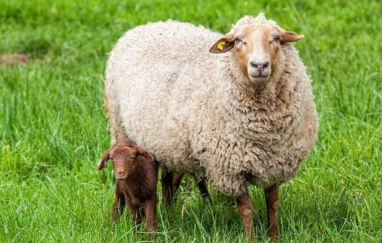 哺乳动物有哪些，世界上哺乳类动物有哪些（哺乳类动物和图片）