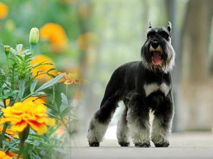 雪纳瑞怎么好养，主人做好这7点