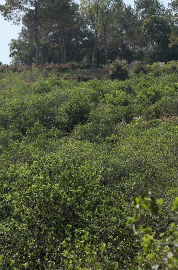 梅子箐古树茶特点，梅子箐古树茶是生普吗（2021年爆火的梅子箐）