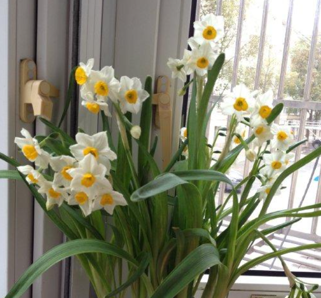 水仙花的养殖方法水培，水仙花的养殖方法水培施什么肥