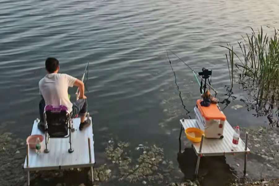 夏季钓鲤鱼实战技巧：选时选位打窝诱鱼，轻松应对高温天鲤鱼咬钩难题