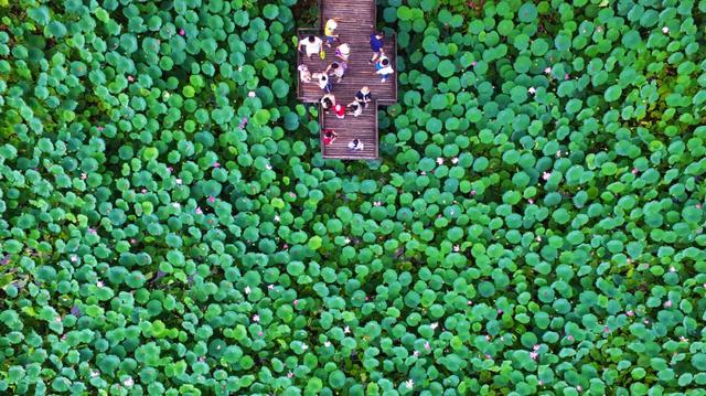 微山湖有哪些景区值得去玩，微山湖哪个景区最值得去（坐拥130000亩荷塘）