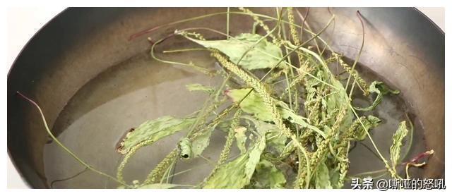 新鲜车前草吃法大全，鲜车前草的吃法（带你们了解车前草凉茶制作流程）