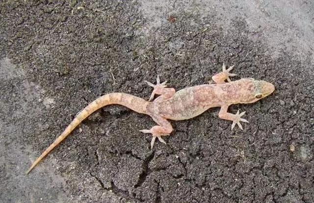 动物界三大流氓，动物界的三大奇葩生物（小时候遇到的动物界“恶霸”）