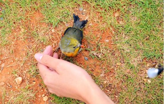 金鱼是动物吗，金鱼是什么动物（在水里几乎没有天敌）