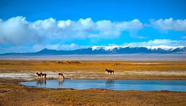 可可西里在哪里，可可西里在哪里属于哪个省（人世间最后的原始乐园——可可西里）