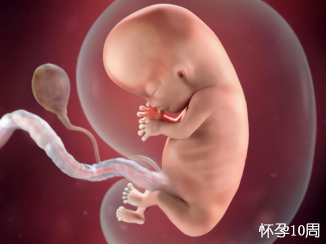 怀孕一个月胎儿图,怀孕一个月胎儿图彩超图片(不同阶段宝宝的发育过程
