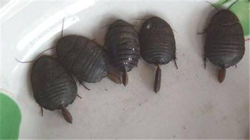 土鳖的药用价值，土鳖的功效与作用点的功效（被称为“地乌龟”）