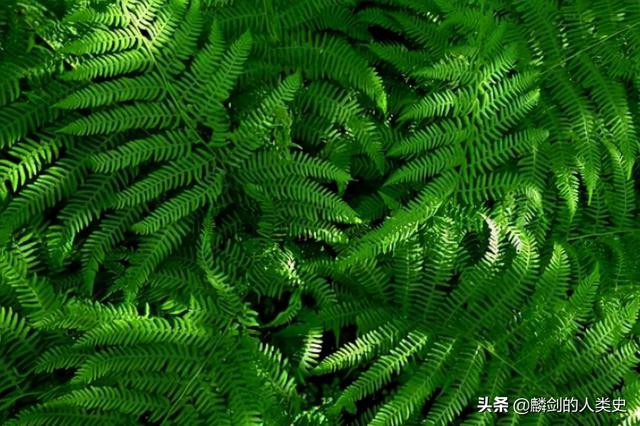 蕨类植物的配子体又称为，。A.原丝体B.叶状体C.原叶体D.原植体（植物界—蕨类植物<上>）