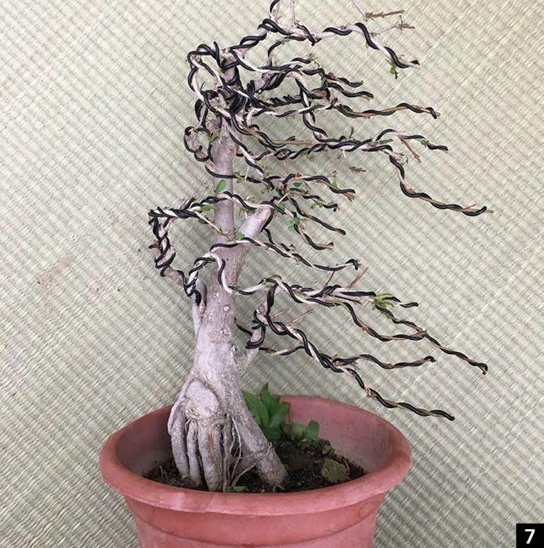 石榴树迎风摆(石榴盆景造型什么时间最好) - 彝家农业网