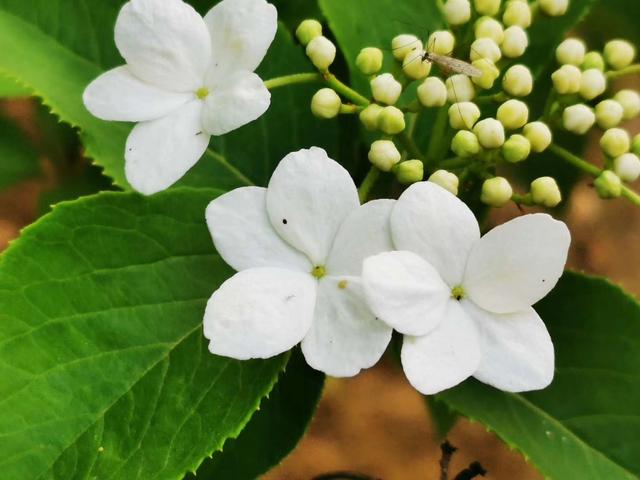 琼花的花语是什么，琼花是一种什么花（美丽浪漫的爱情<荀守奎摄>）