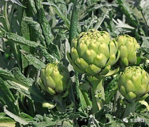 洋蓟是什么东西，洋蓟怎么做好吃（生活小常识：什么是洋蓟）