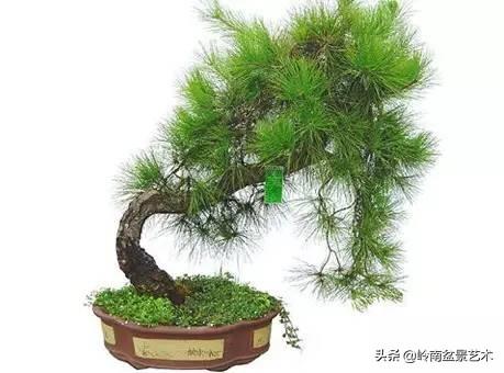属猪女种什么植物旺财，属猪女种什么植物旺财旺运（养什么植物最旺财运）