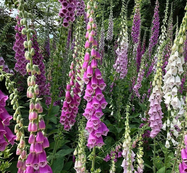 韭莲怎么养，韭菜莲有毒吗 韭菜莲怎么养（被“名字”耽误一生的花）