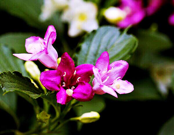 锦带花花语和寓意，锦带花花语及象征意义（锦带花～前程似锦迎新春）