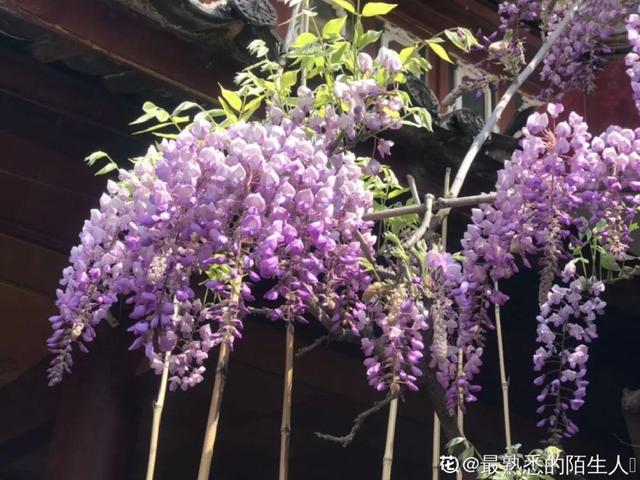 一梦两三年一花一世界网名，一梦两三年一花一世界微信昵称（千年的紫藤树···5种花越老越值钱）