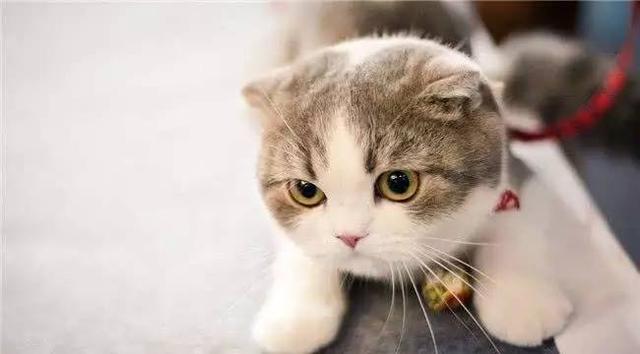 故宫最胆小御猫，我们只是惊呼是不够的