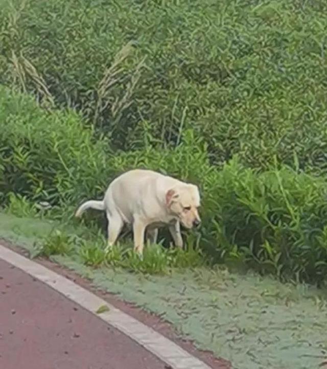 狗狗便秘拉不出來怎麼辦,狗狗大便堵住了拉不出來怎麼辦(狗狗便秘拉不