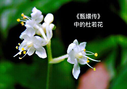 杜若花的花语，古诗杜若是什么花（杜若～花开如蝶）