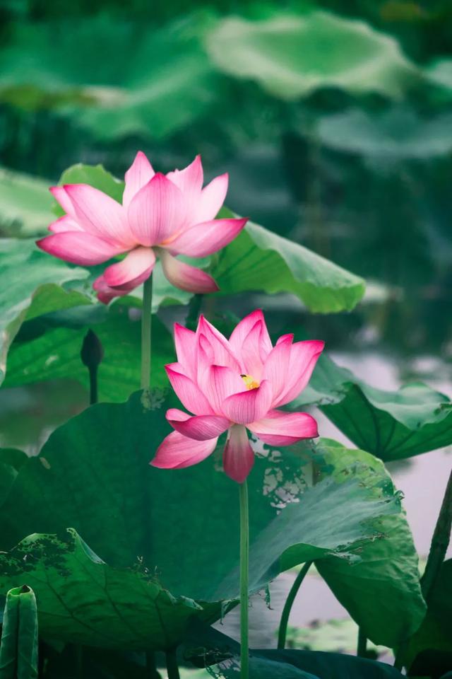 李白写的古诗有哪一些，李白写的古诗有哪一些诗（李白笔下的夏日）