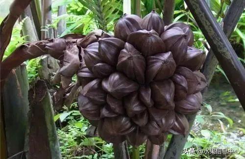 醋柳果的功效与作用，醋柳果的功效与作用及禁忌（国内有哪些小众特色水果）