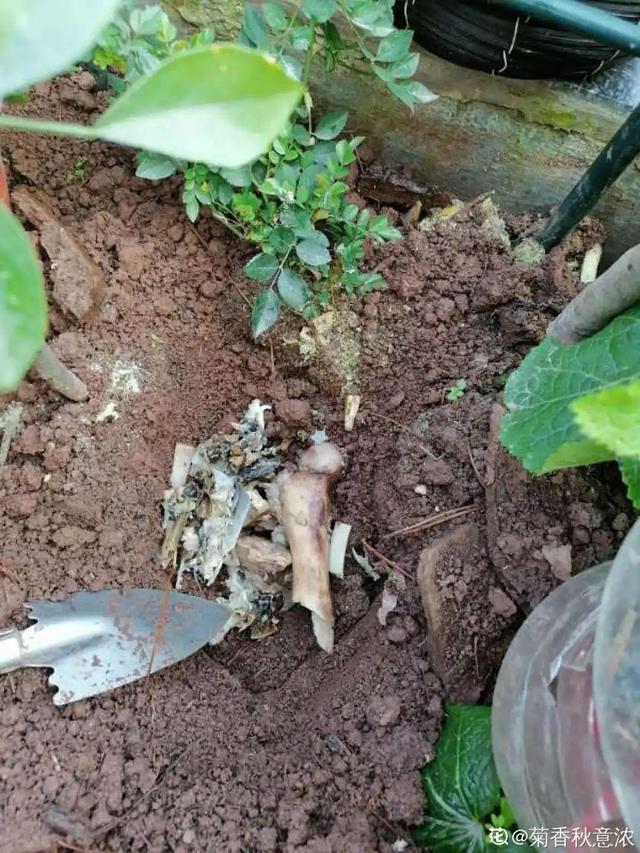 如何自制氮肥，自制氮肥怎么做（氮磷钾肥别买了）