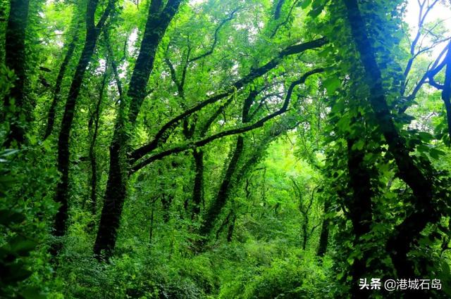 柒彩都市()，柒彩里美食城（徜徉在石岛初秋的那山那片海）