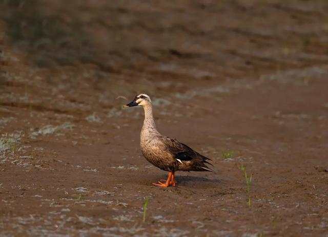 野鸭的种类有哪些，野鸭子有哪几种（TA就是野鸭中最靓的仔）