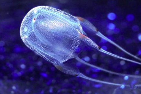 世界上最毒的水母，十种危险水母（澳大利亚箱形水母为什么会是全球最毒生物）