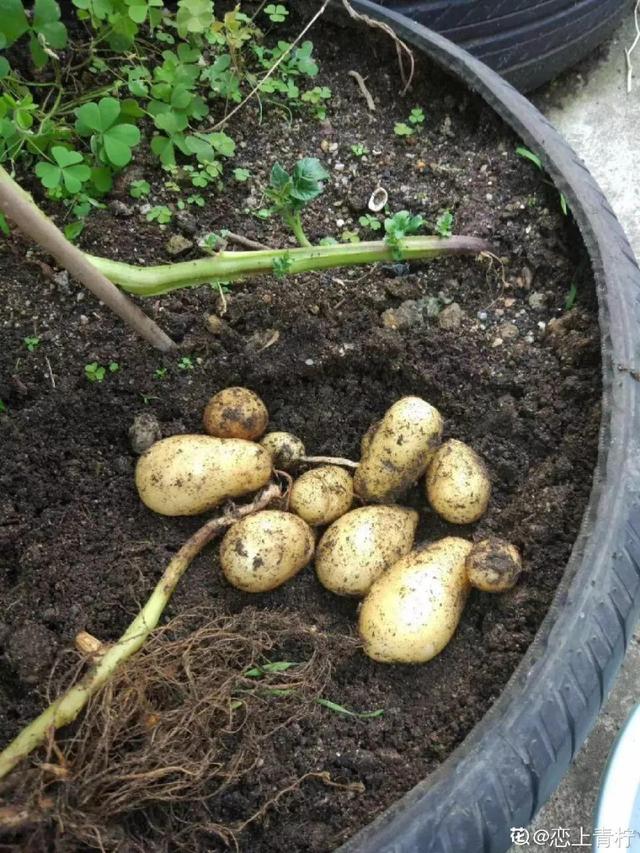 平菇种植最简单方法，平菇种植最简单的方法（喷喷水就能长）