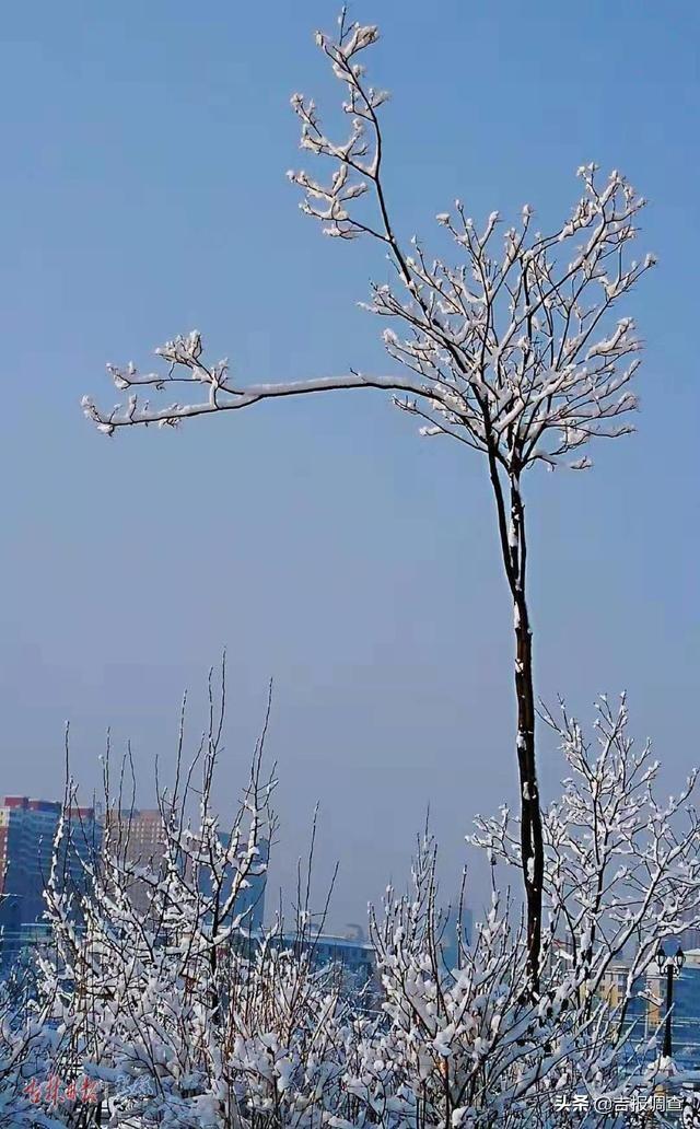 白雪却嫌春色晚，白雪却嫌春色晚下一句是什么（白雪却嫌春色晚,下一句是什么）