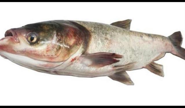 三花一岛都是什么鱼，三花五罗十八子鱼图谱（松花湖—三花一岛鲢鱼汤）