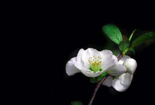 为有暗香来的为是什么意思，为有暗香来是什么意思暗香是什么意思（王安石很经典的一首咏梅诗）